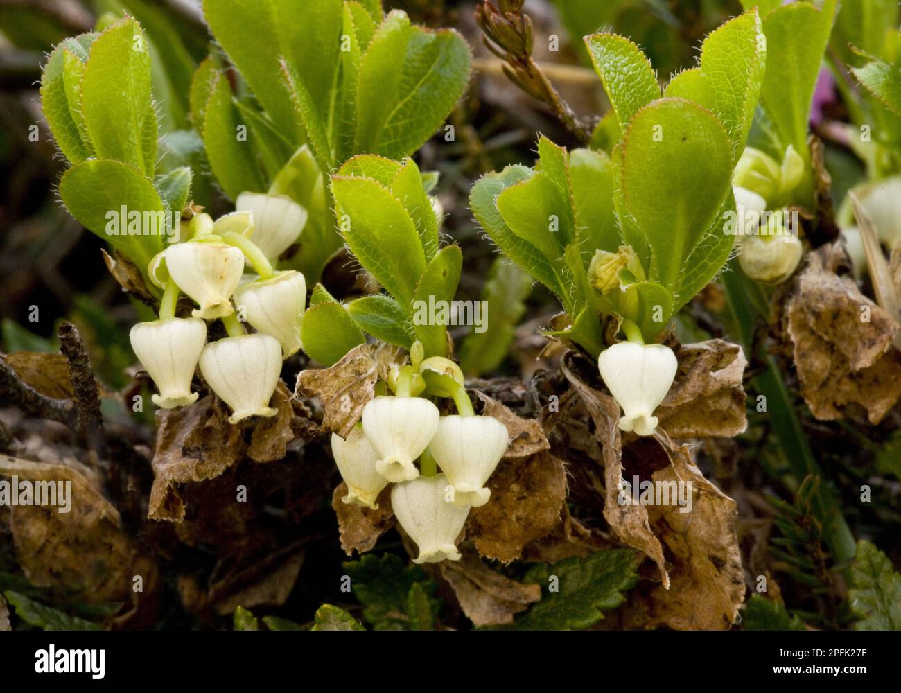 Alpine Bearberry (Arctostaphylos alpina) flowering, Italian Alps, Italy Stock Photo
