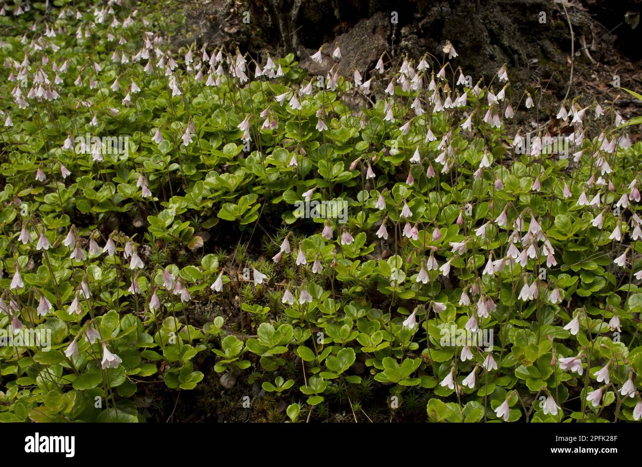 Twinflower (Linnaea borealis) flowering mass, growing in coniferous woodland, Ontario, Canada Stock Photo
