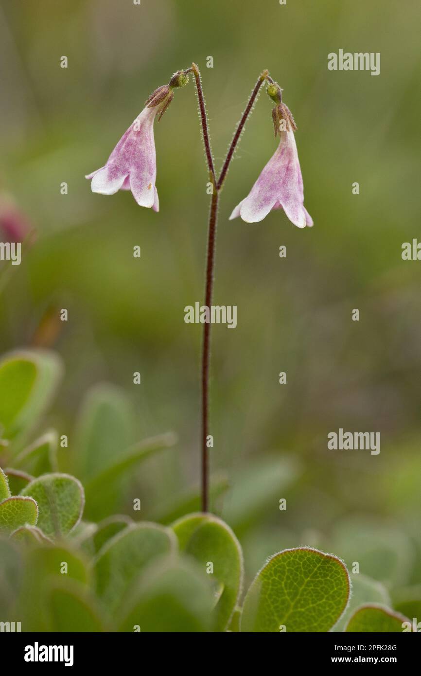 Twinflower (Linnaea borealis) flowering, growing in boreal woodland, Newfoundland, Canada Stock Photo