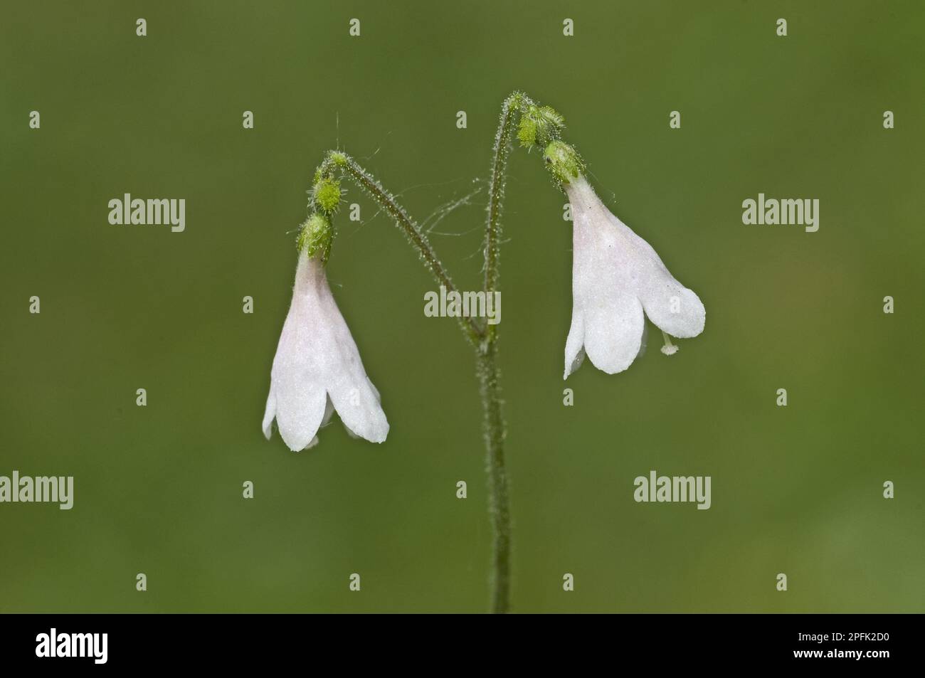 Twinflower (Linnaea borealis), Earth bells, Honeysuckle family, Twinflower flowering, England, United Kingdom Stock Photo