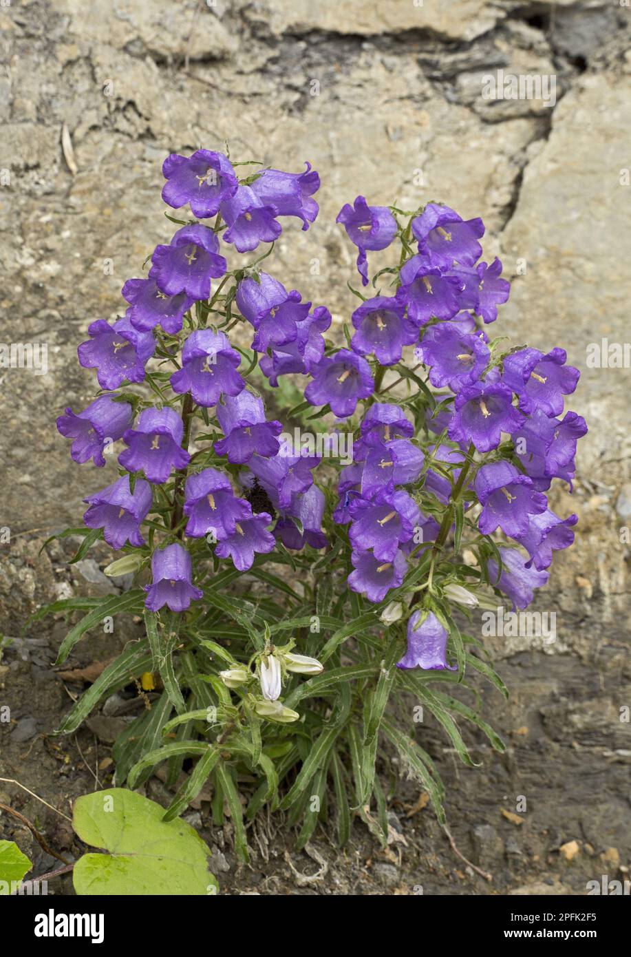 Pyrenean Bellflower (Campanula speciosa) flowering, growing on limestone, Gorges du Tarn, France Stock Photo