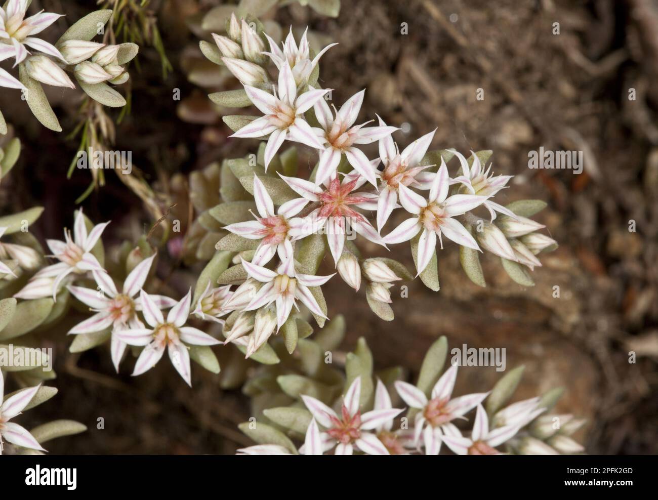 Spanish Stonecrop (Sedum hispanicum) close-up of flowers, Bulgaria Stock Photo