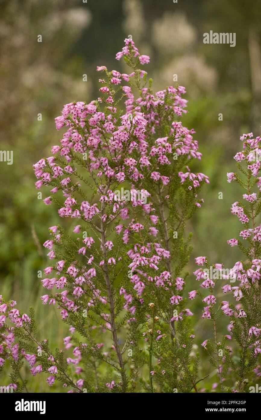 Flowering Spanish heather (Erica australis), Algarve, Portugal Stock Photo