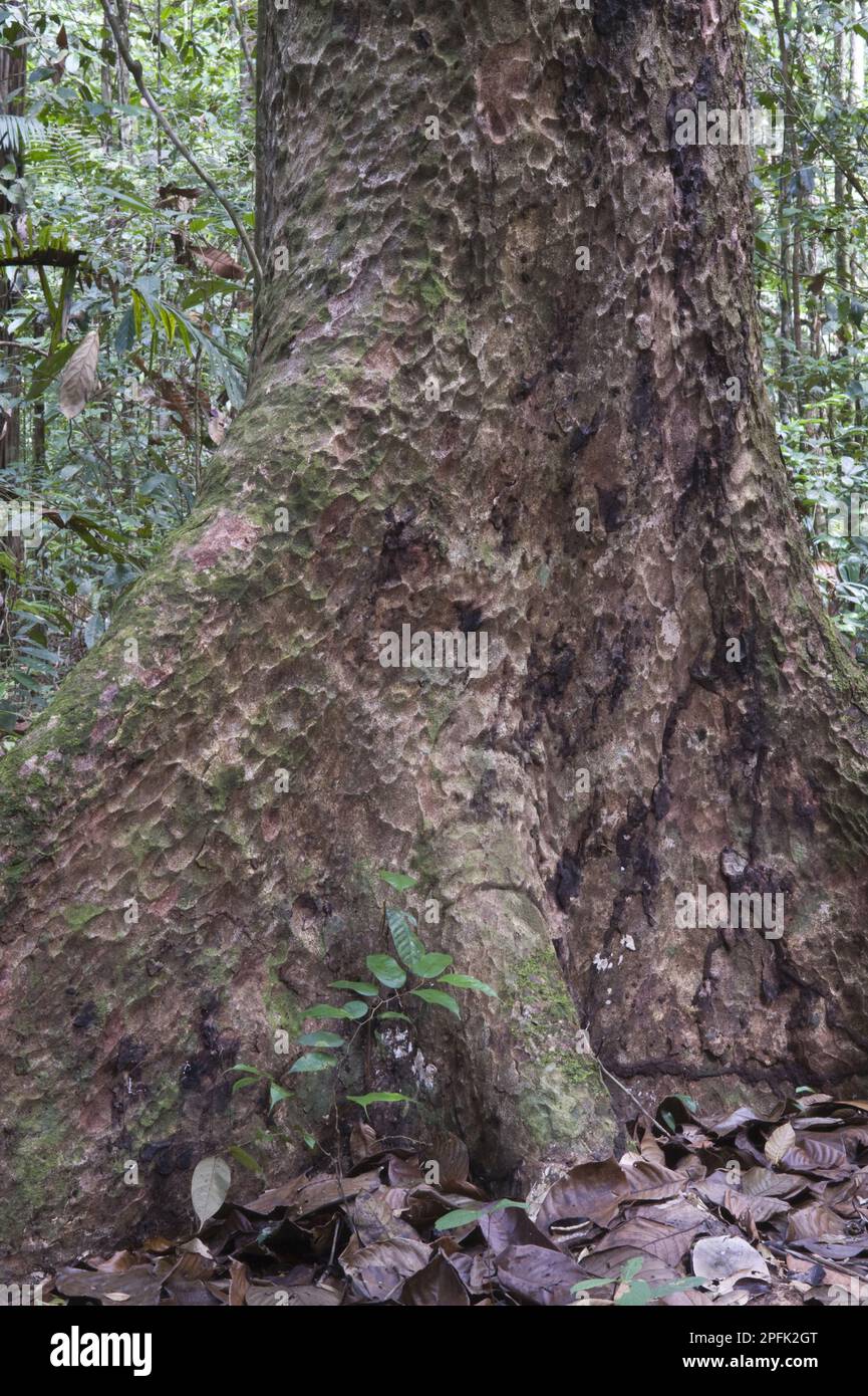 Pekea-nut (Caryocar nuciferum) close-up of Bole, Iwokrama rainforest, Guiana Shield, Guyana Stock Photo