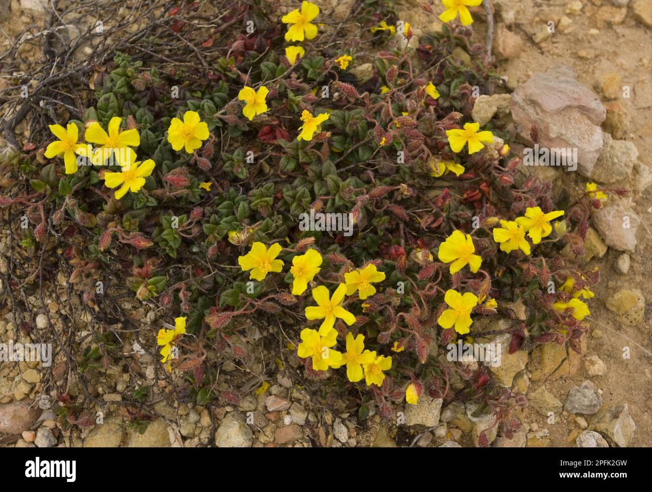 Flowering marjoram-leaved rockrose (Helianthemum origanifolium), Algarve, Portugal Stock Photo