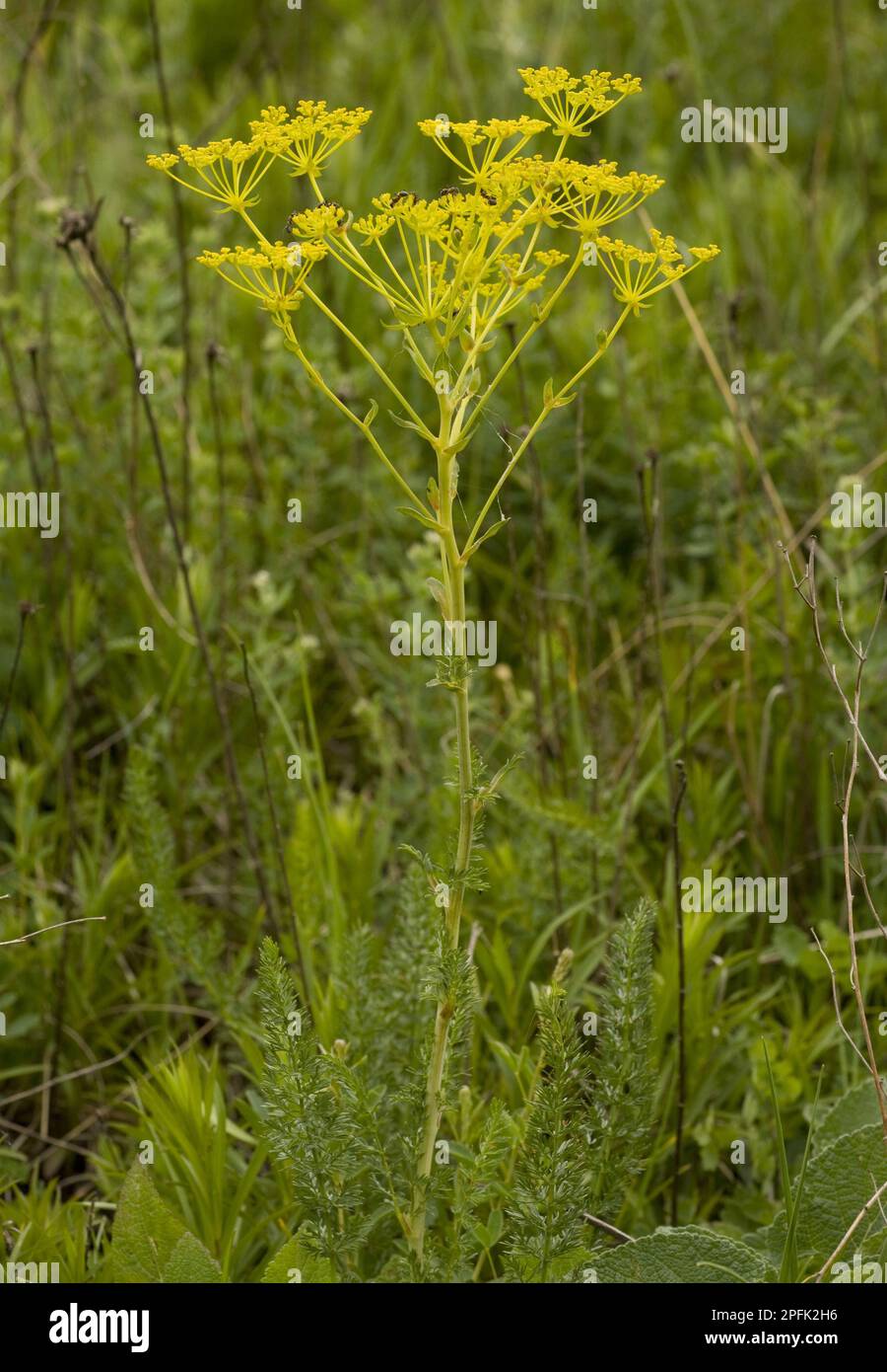 Forest (Umbelliferae) birch root, Ferulago (Ferulago sylvatica) flowering, Romania Stock Photo