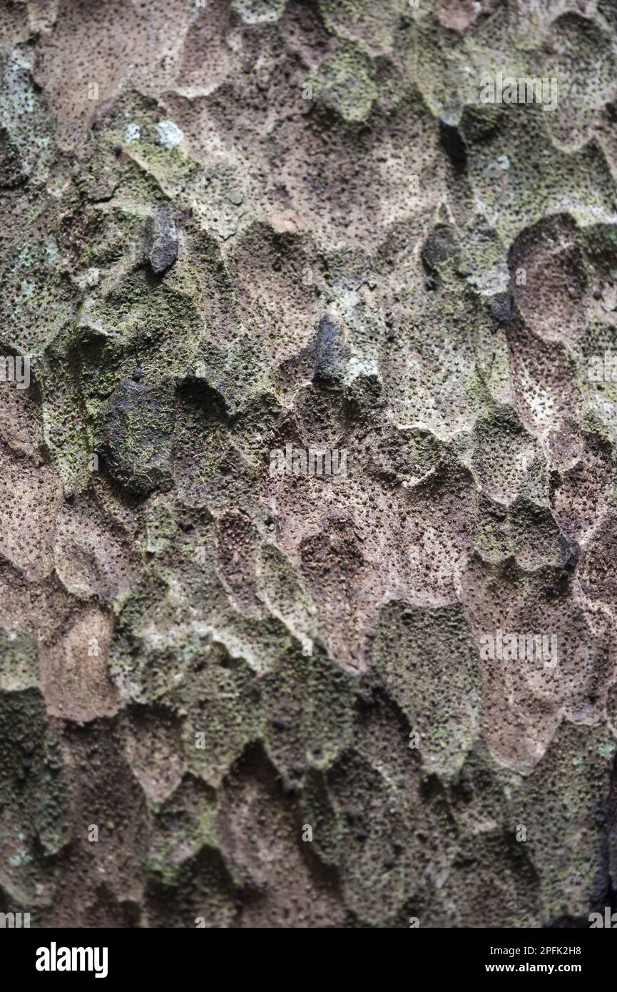 Pekea-nut (Caryocar nuciferum) close-up of bark, Iwokrama rainforest, Guiana Shield, Guyana Stock Photo