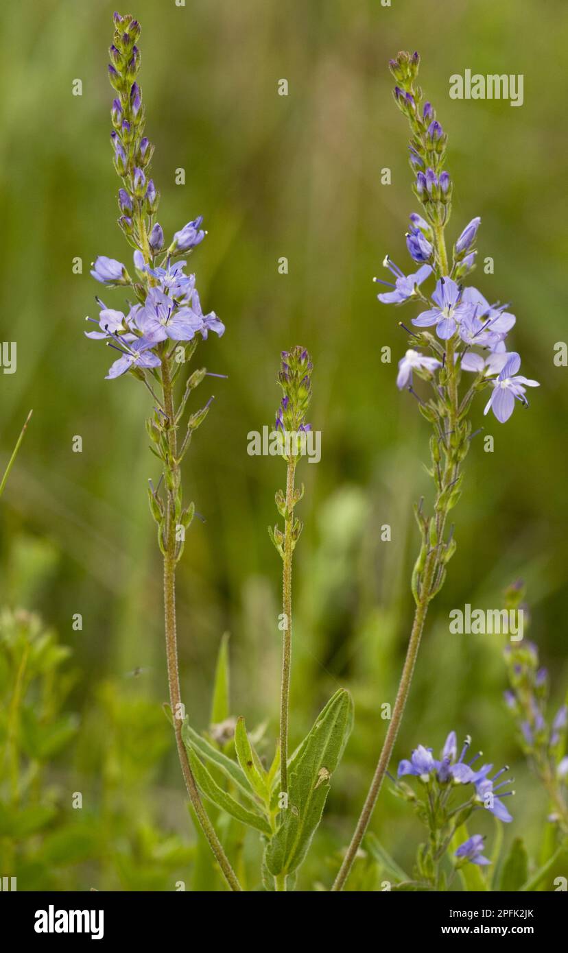 Austrian speedwell, broadleaf speedwell (Veronica austriaca), Large ...