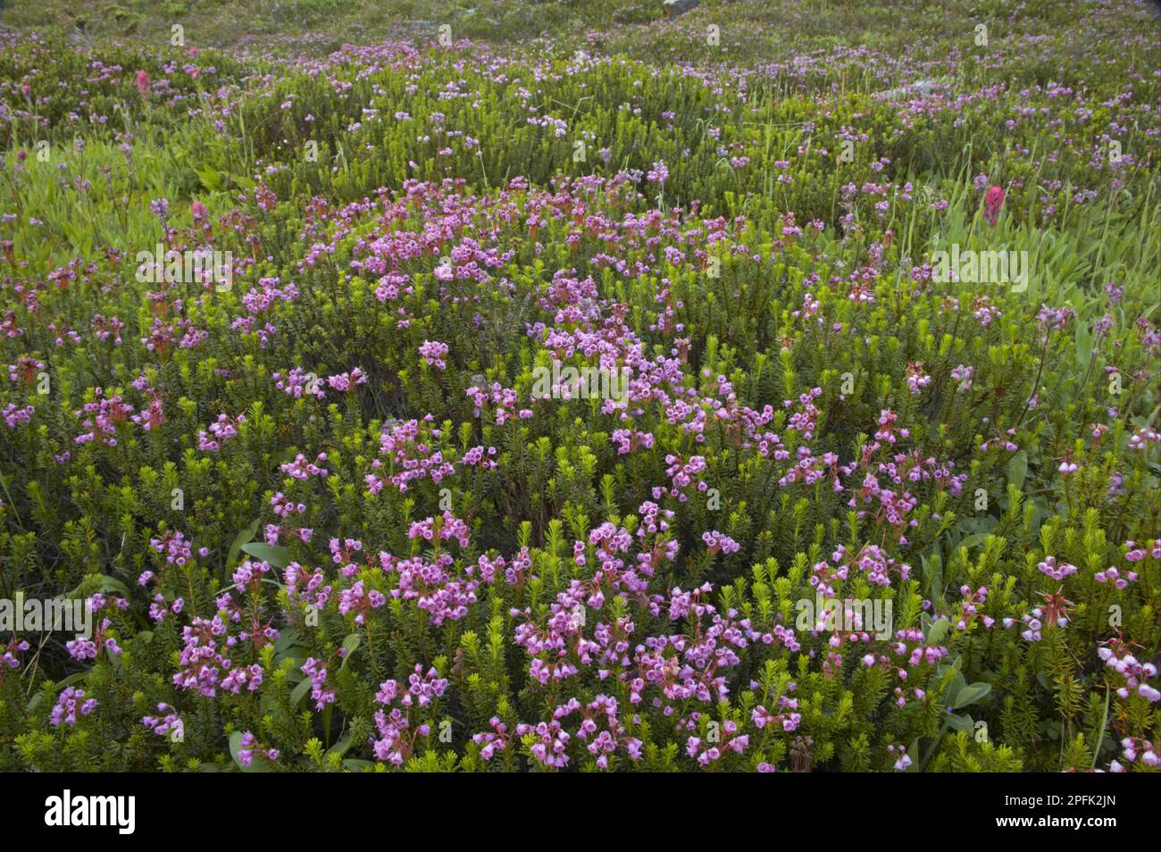 Flowering red heath (Phyllodoce empetriformis), Mount Rainier N. P. utricularia ochroleuca (U.) (U.) S. A Stock Photo