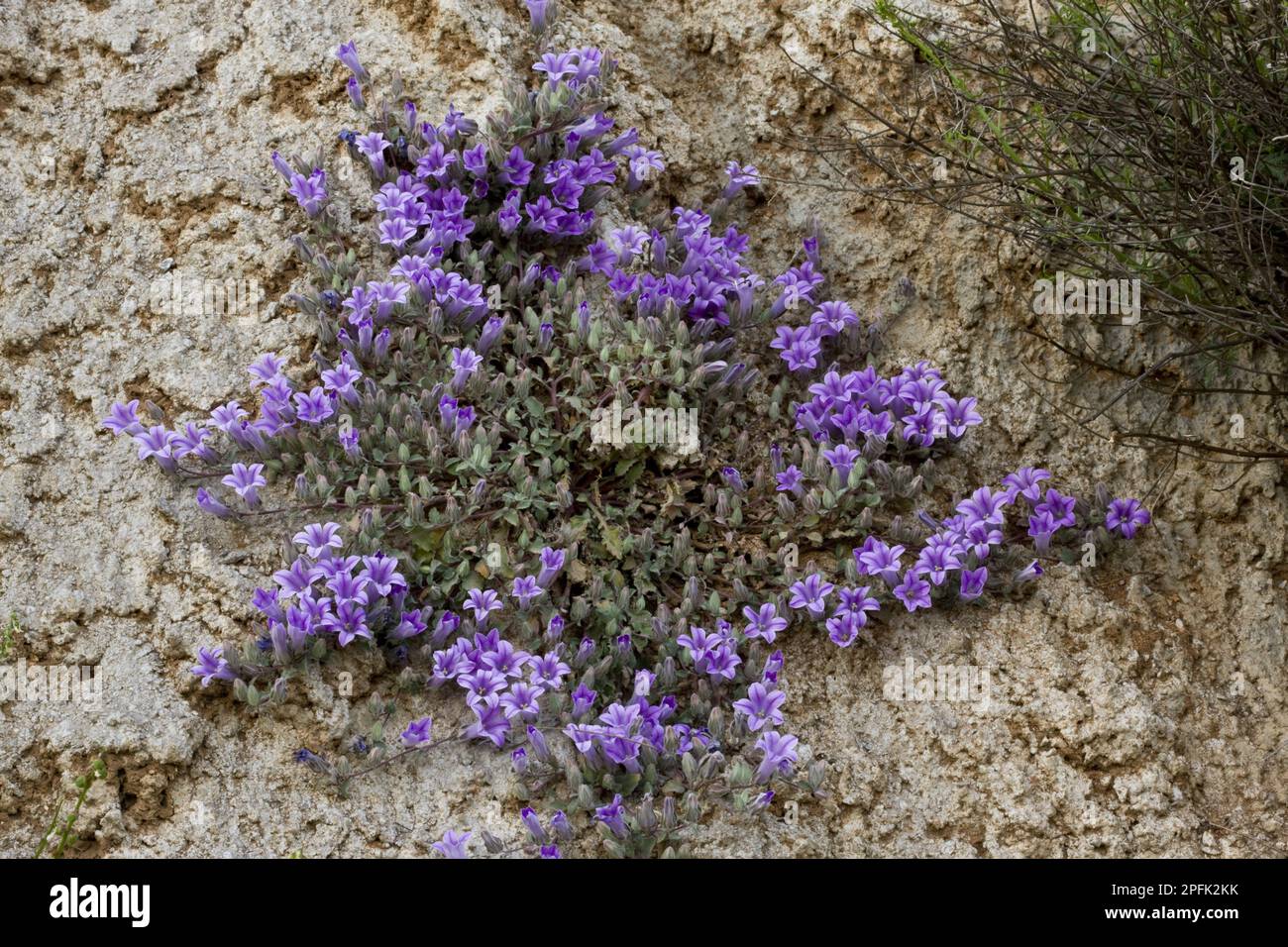 Alpine bellflower (Campanula topaliana ssp. delphica) endemic subspecies, flowering, growing on limestone rocks, Mount Parnassus, Greece Stock Photo