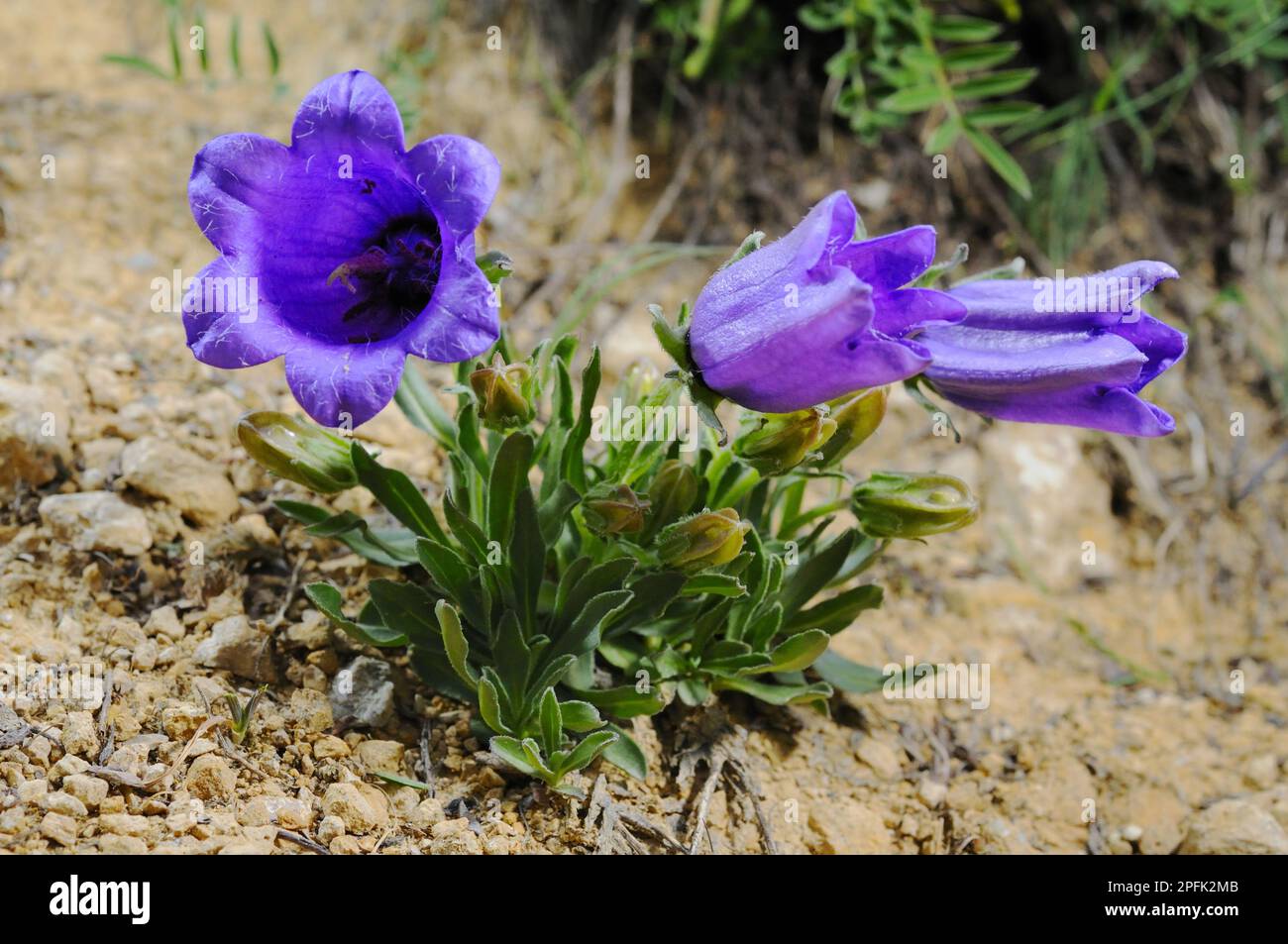Alpine bellflower (Campanula alpestris), Bellflower family, Alpine Bellflower flowering, Alps, Italy Stock Photo