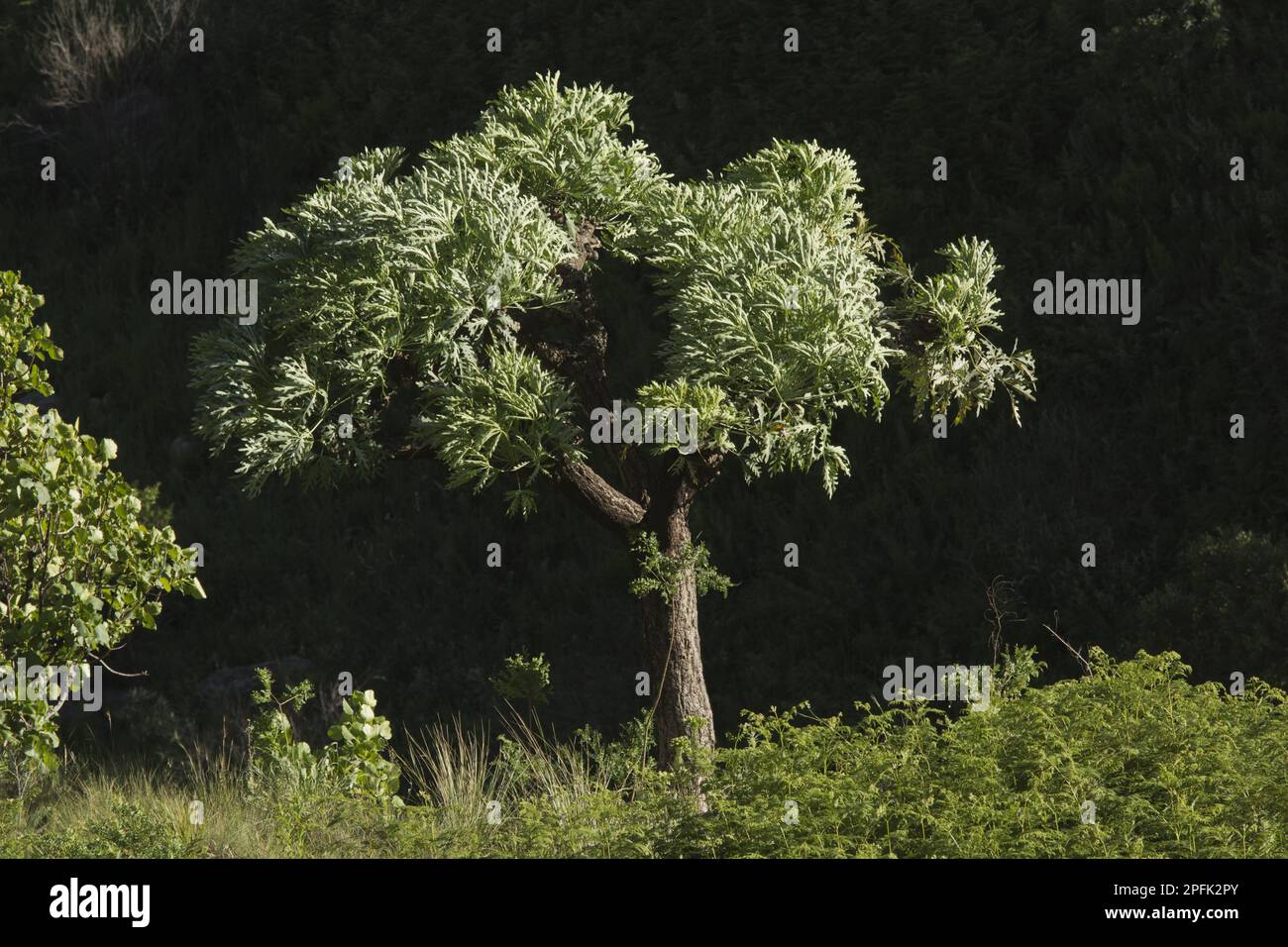 Habitus of the mountain cabbage tree (Cussonia paniculata subsp. sinuata), Royal Natal N. P. Drakensberg, KwaZulu-Natal, South Africa Stock Photo