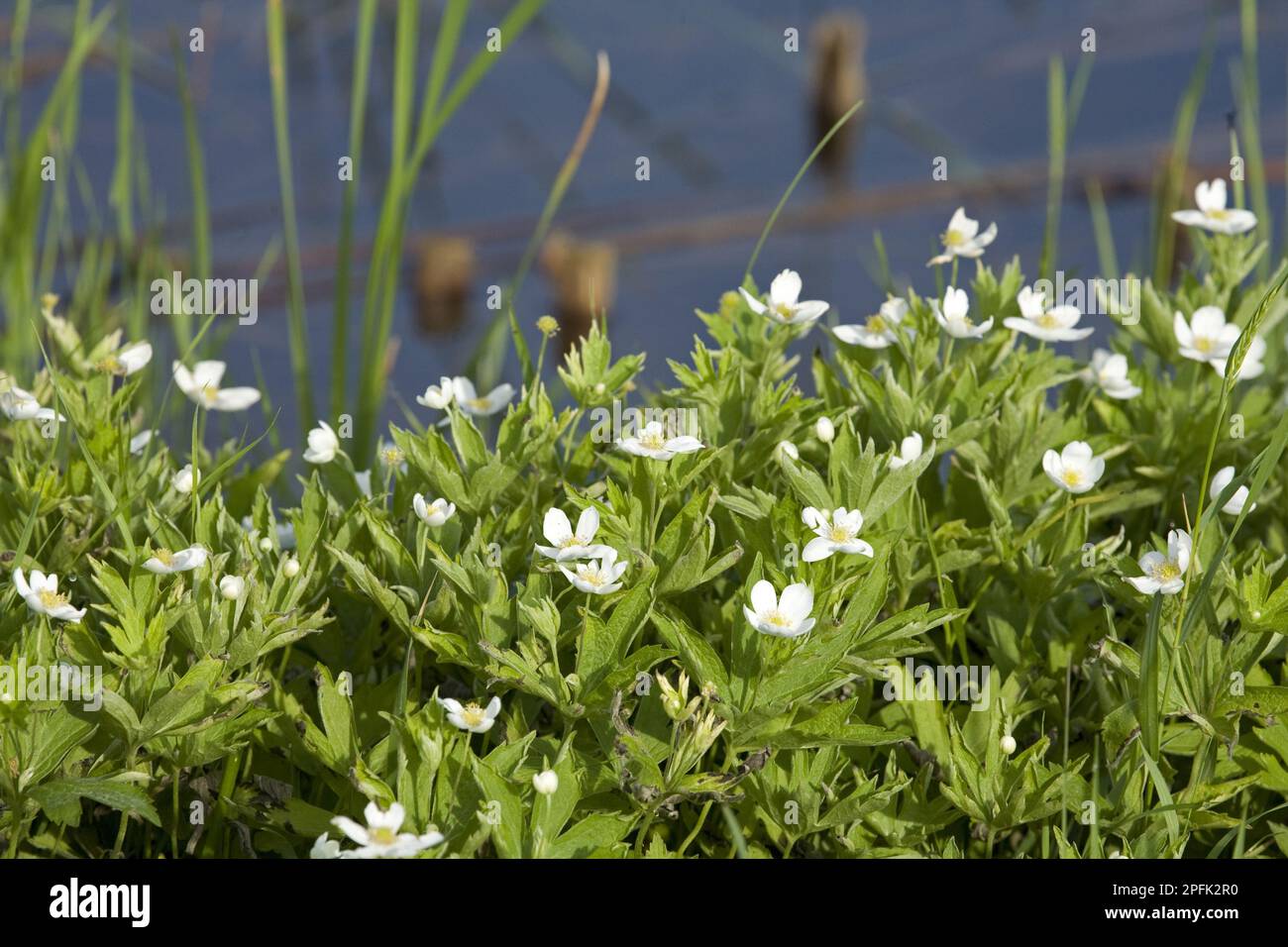 Bloodroot (Sanguinaria canadensis) flowering, growing beside water in ditch, North Dakota (U.) S. A Stock Photo