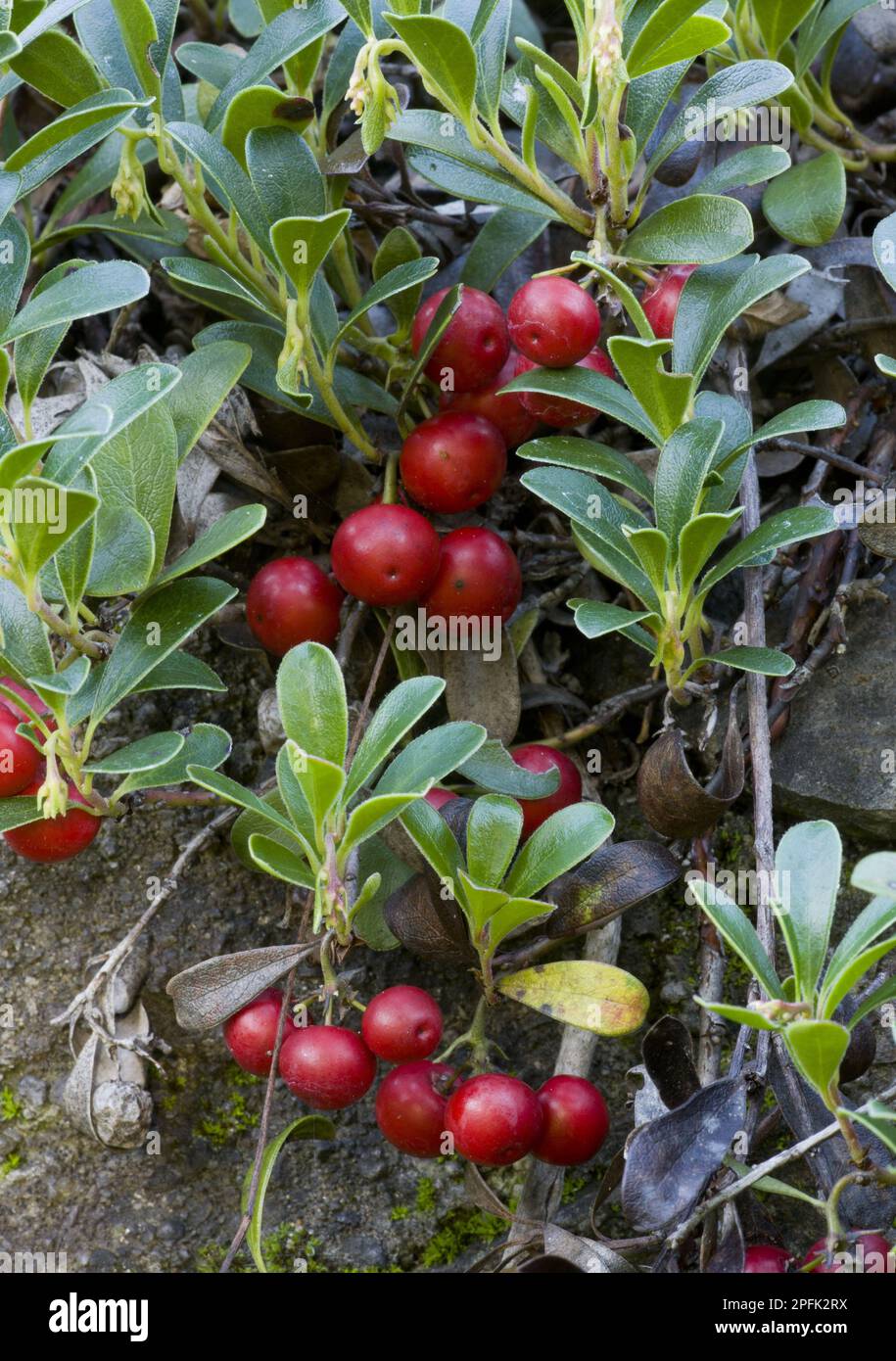 Bearberry, kinnikinnick (Arctostaphylos uvaursi), common bearberry, heather family, Bearberry