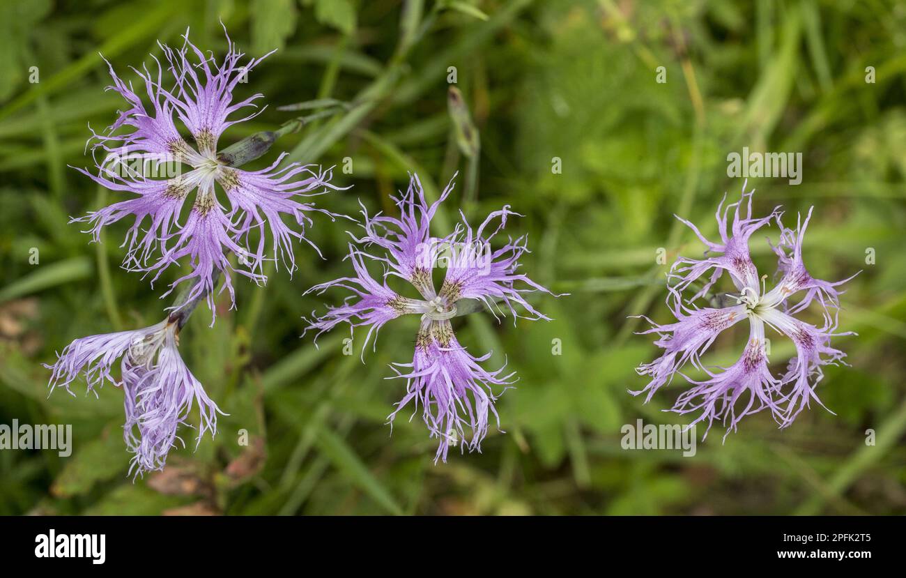 Large pink (Dianthus superbus) flowers, Italian Alps, Italy Stock Photo ...