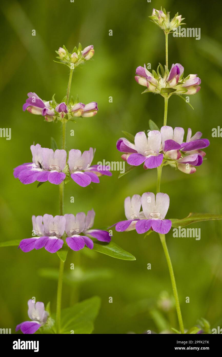 Flowering Purple Chinese Houses (Collinsia heterophylla), in chaparral, utricularia ochroleuca (U.) (U.) S. A Stock Photo