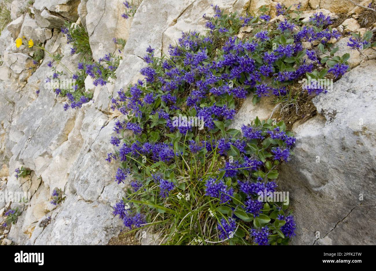 Blaues Maenderle, blue almond alder (Paederota bonarota), Blaue Maenderle, Wildes Mannderle, Wegerichgewaechse, Bluish Paederota flowering, growing Stock Photo