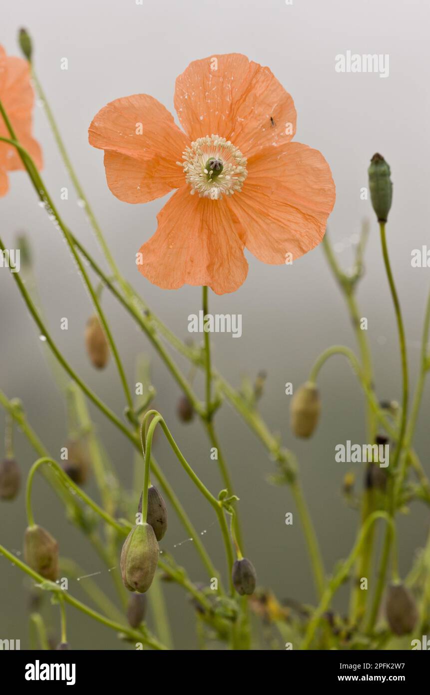 Flowering Orange Poppy (Papaver fugax), Cam Pass (Cam Gecidi), Anatolia, Turkey Stock Photo