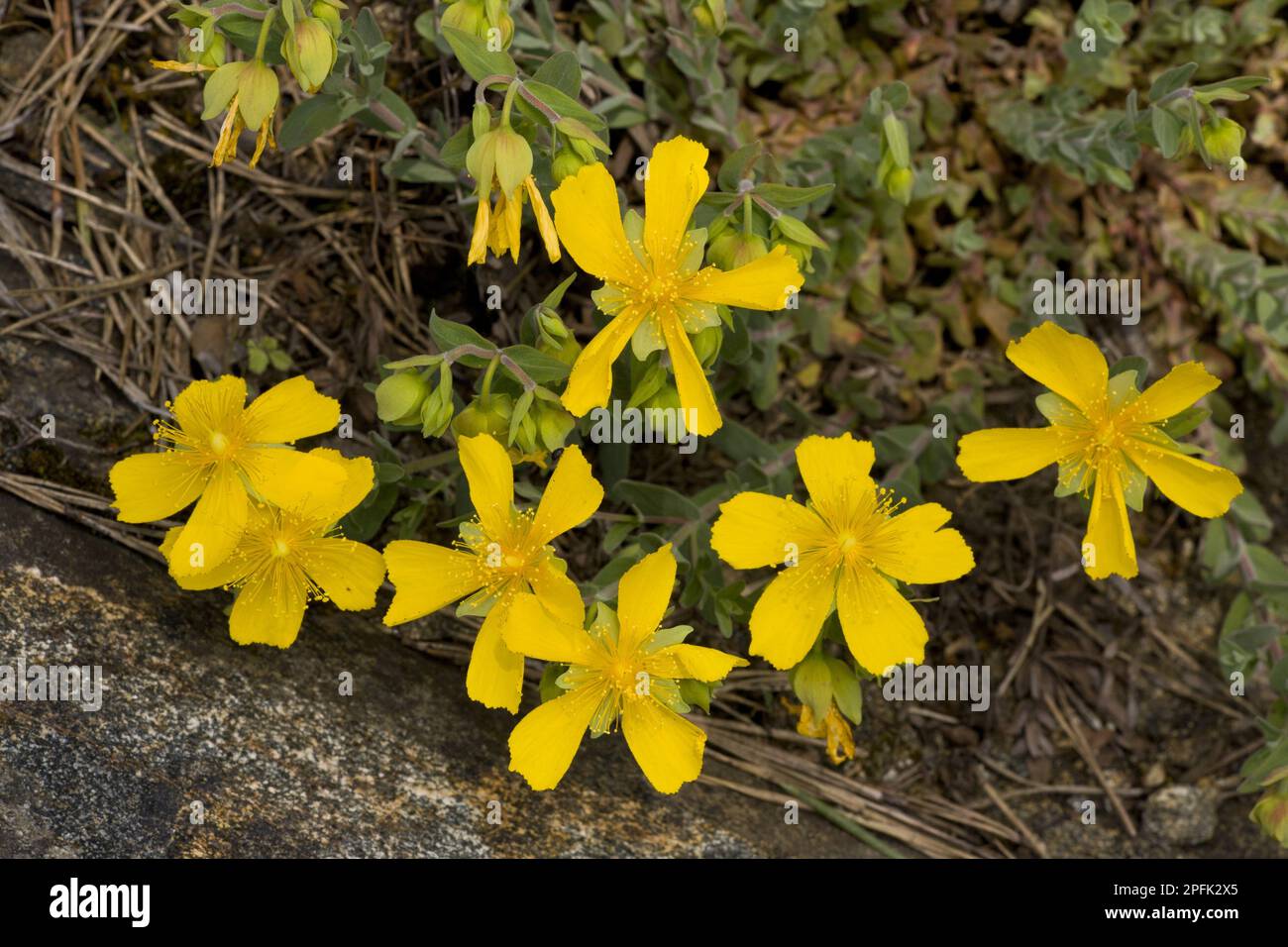 Dwarf St. John's Wort, Mount Olympus St. John's Wort (Hypericum olympicum) flowering, Bulgaria Stock Photo