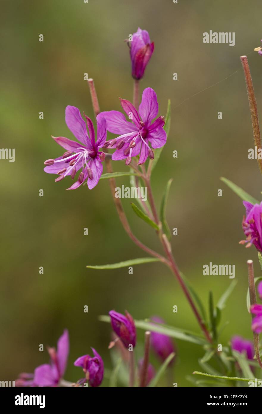 Rosemary willowherb (Epilobium dodonaei), Evening primrose family, Alpine willowherb flowering, French Alps, France Stock Photo
