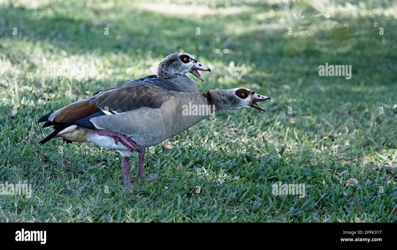 Two Egyptian Geese shoing ggression when other birds came close Stock Photo
