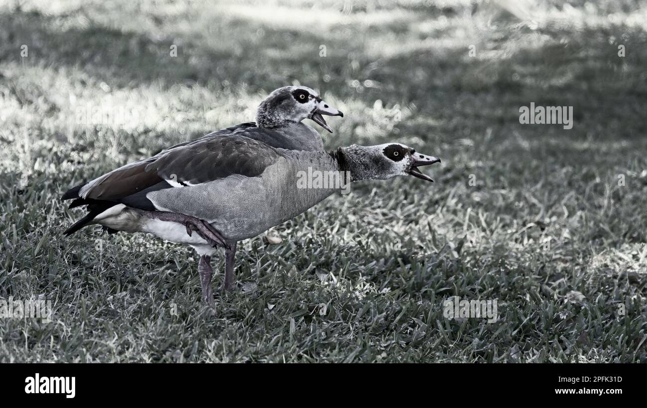 Two Egyptian Geese shoing ggression when other birds came close in Blacke and White Stock Photo