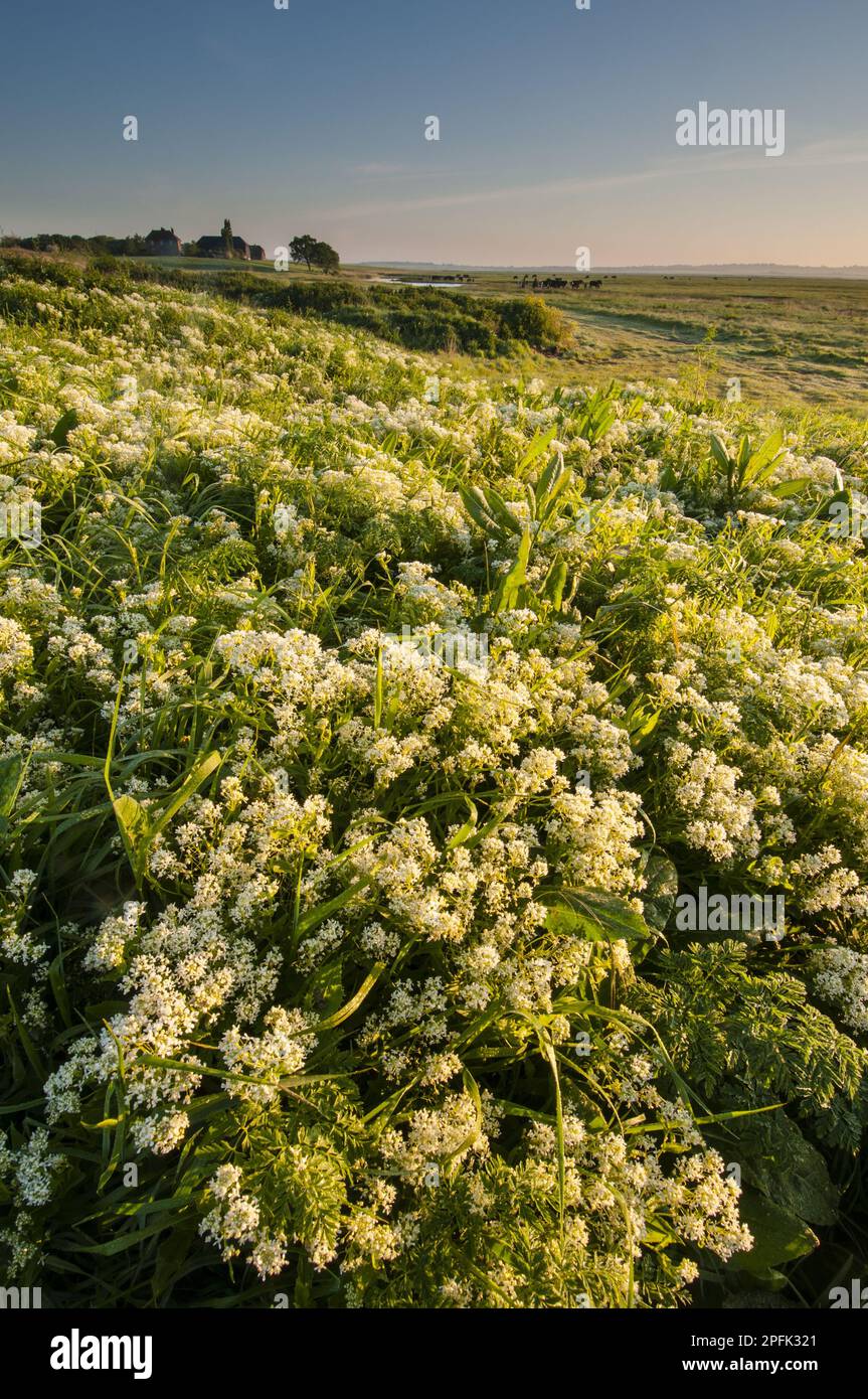 Flowering mass of Hoary whitetop (Cardaria draba) growing at dawn in coastal grazing marsh habitat, Elmley Marshes N. N. R. North Kent Marshes, Isle Stock Photo
