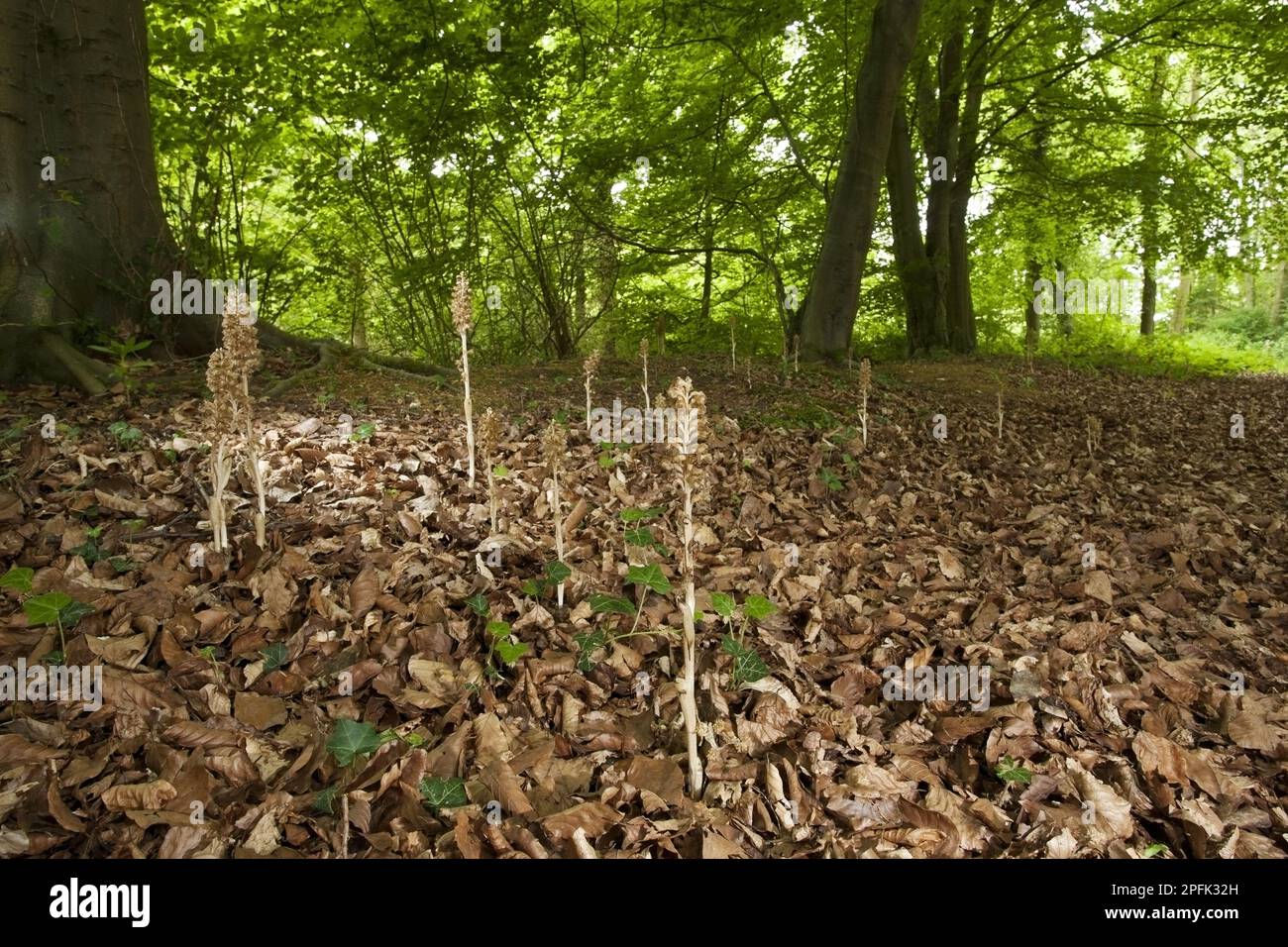 Flowering bird'snest orchid (Neottia nidusavis), growing amongst leaf