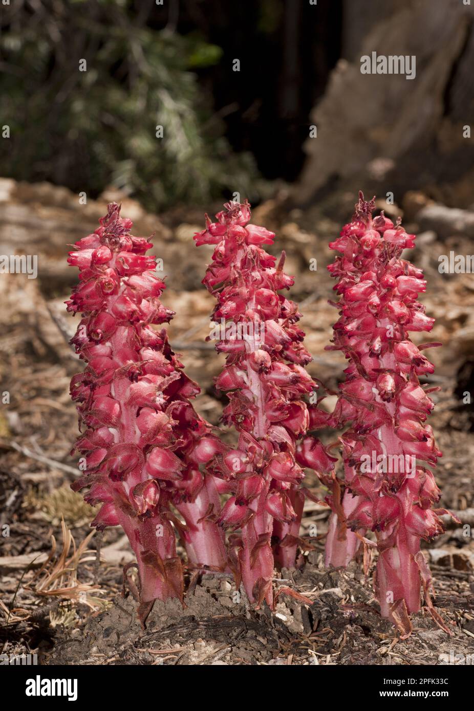 Snow plant snow flower sarcodes hi-res stock photography and images - Alamy