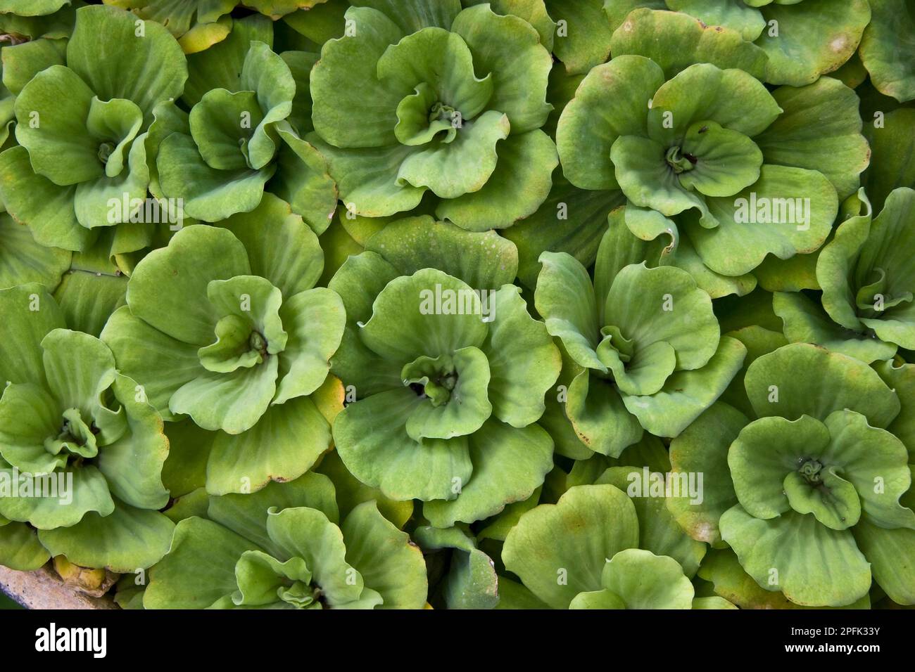 Water lettuce, water cabbage (Pistia stratiotes), Mussel flower, Aquatic plants, Arum family, Water lettuce close-up of leaves, on pond, Palawan Stock Photo