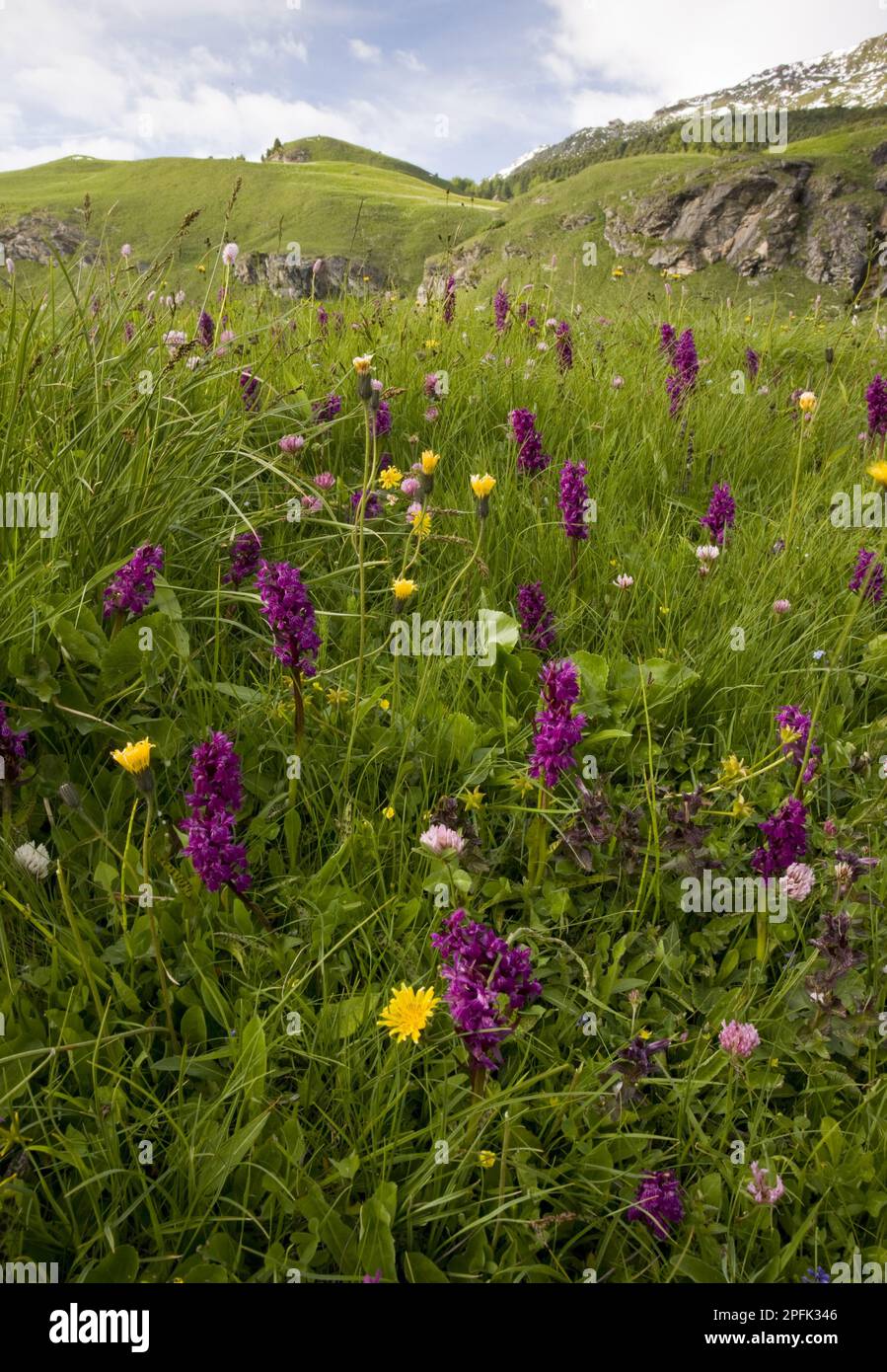 Bog meadow habitat with marsh orchids, Julier (Guglia) Pass, Swiss Alps, Switzerland Stock Photo