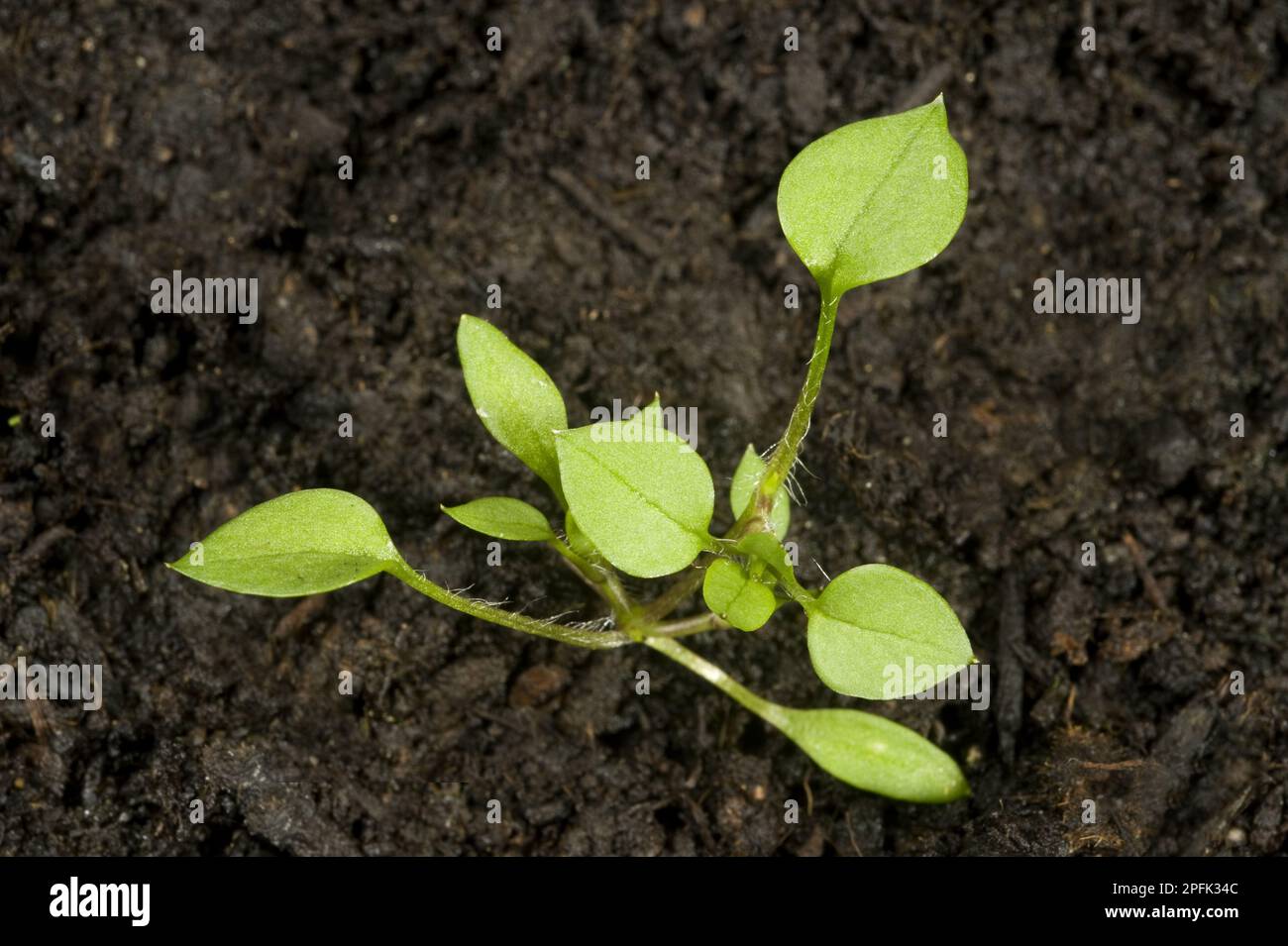 Seedling developing into a young plant of chickweed (Stellaria media), an annual agricultural and garden weed Stock Photo