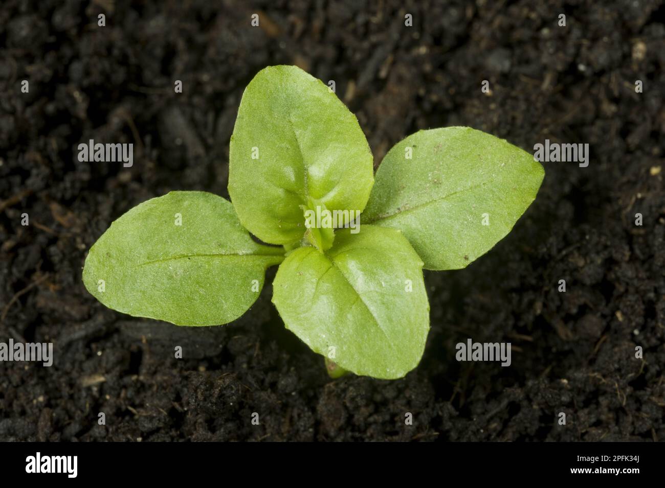 Seedling broad leaved willowherb (Epilobium montanum), arable annual garden weed with four true leaves Stock Photo
