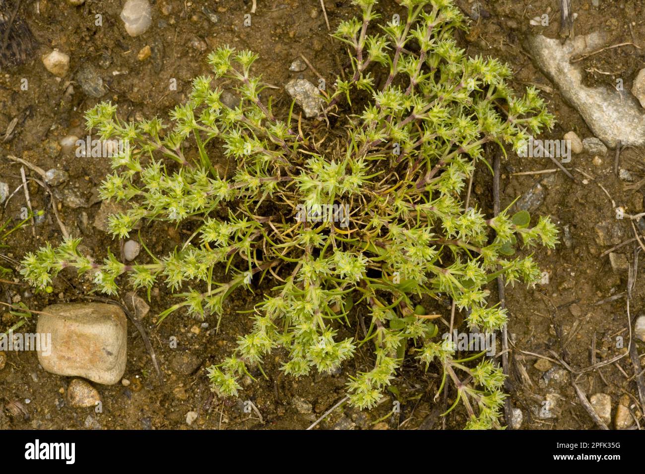 Annual knawel (Scleranthus annuus), Clove family, Romania Stock Photo