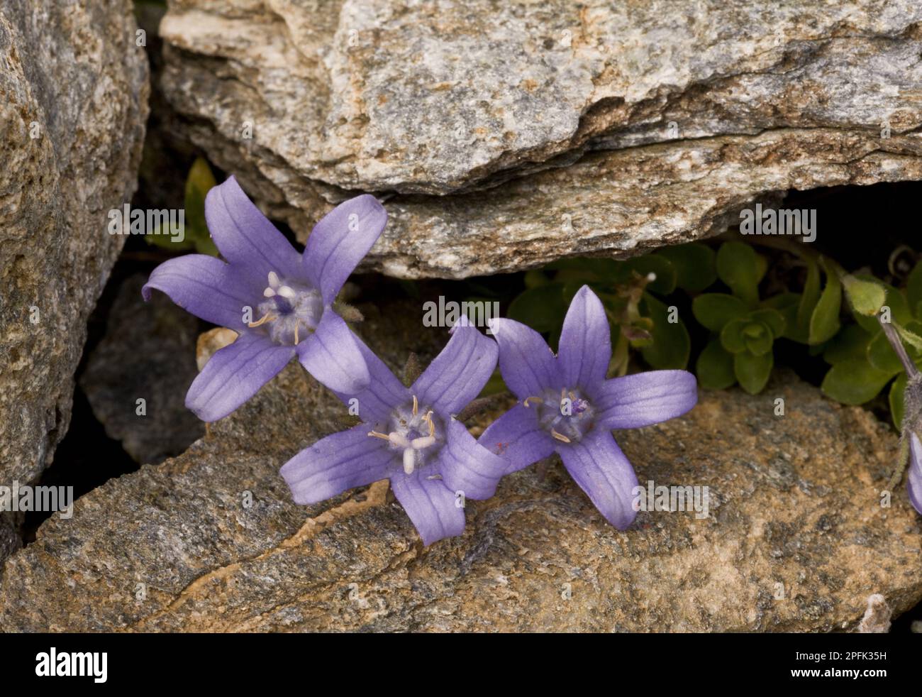 Flowering mont cenis bellflower (Campanula cenisia), growing between rocks, Mont Cenis, French Alps, France Stock Photo