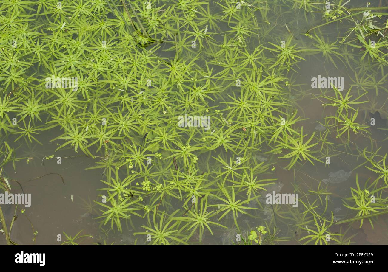 Pedunculate Water-starwort (Callitriche brutia brutia) growing in acidic pond, Dunster Deer Park, Dunster, Exmoor N. P. Somerset, England, United Stock Photo