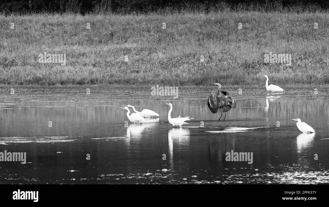 Blue Heron Landing in Pond with Five Egrets Fishing on a Summer Day in Black and White Stock Photo