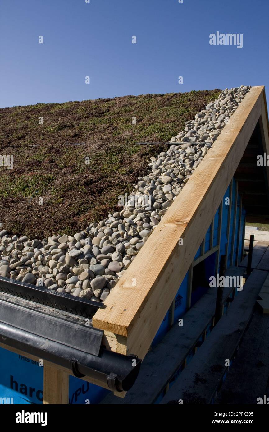 The sedum roof consists of a waterproof membrane covered with soil stonecrop (Sedum), a colourful plant that resembles grass in its hardiness Stock Photo