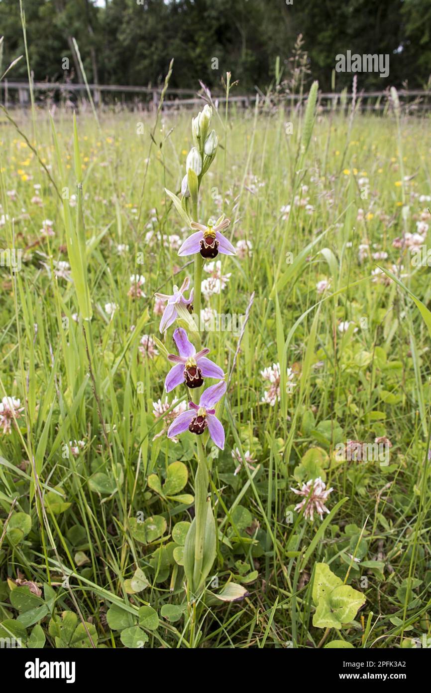 Bee orchid, Bee Orchids (Ophrys apifera) flowering in field paddock