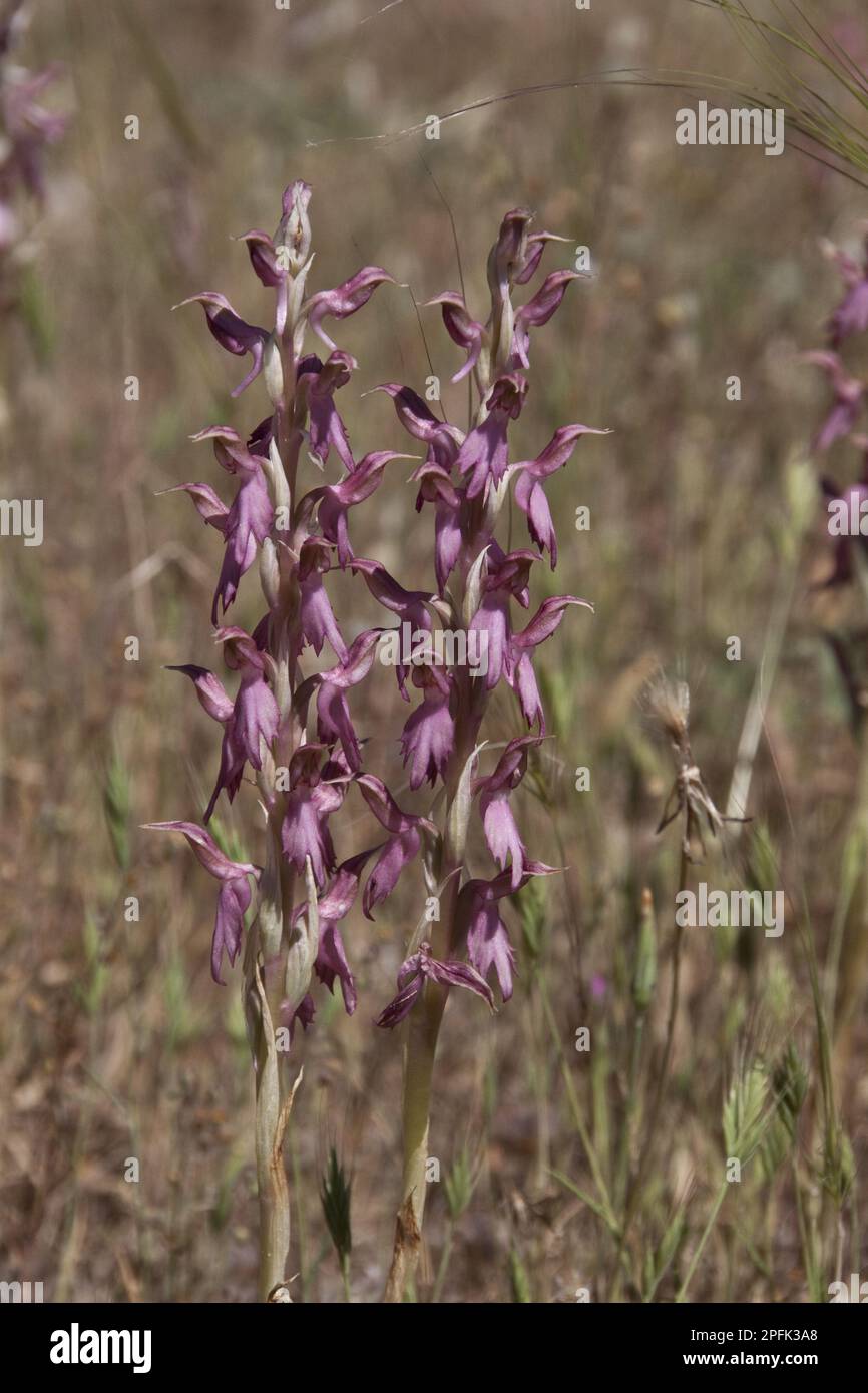 Orchis sancta, Holy Orchid, Orchids, Lesvos, Greece Stock Photo