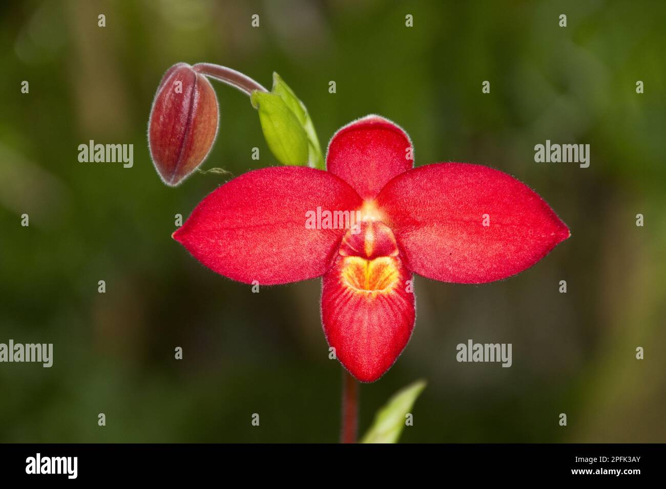 Phragmipedium Jason fisherman, Hybrid Orchid Stock Photo