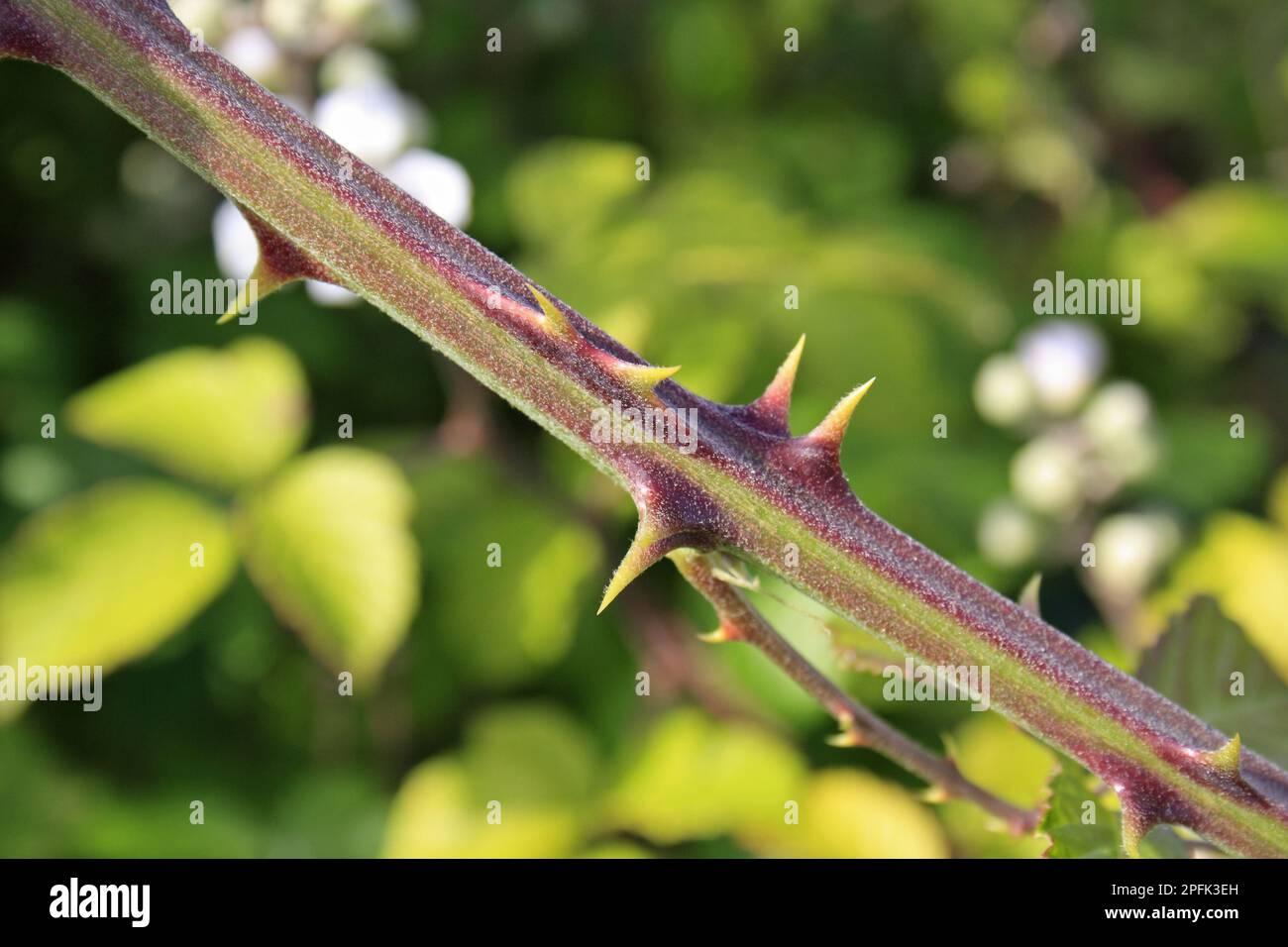 Blackberry thorns hires stock photography and images Alamy