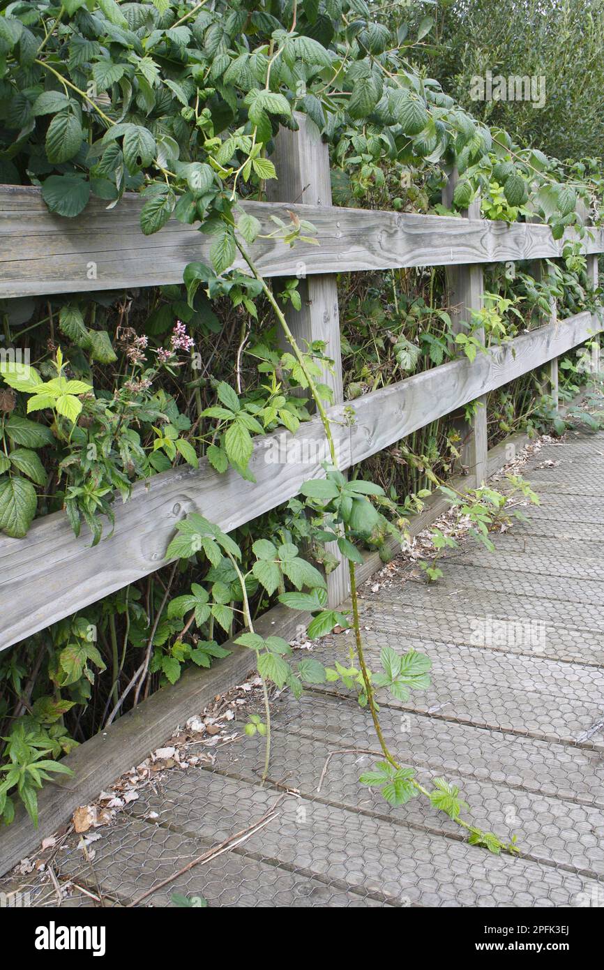 Blackberry (Rubus fruticosus) runner growing over riverside walk, river valley fen, Redgrave and Lopham fens, Waveney Valley, Suffolk, England Stock Photo