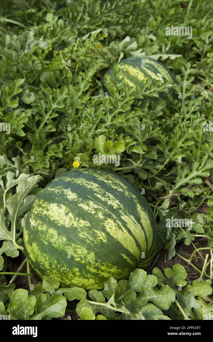 Watermelon (Citrullus vulgaris) fruit, organic field cultivation, utricularia ochroleuca (U.) (U.) S. A Stock Photo