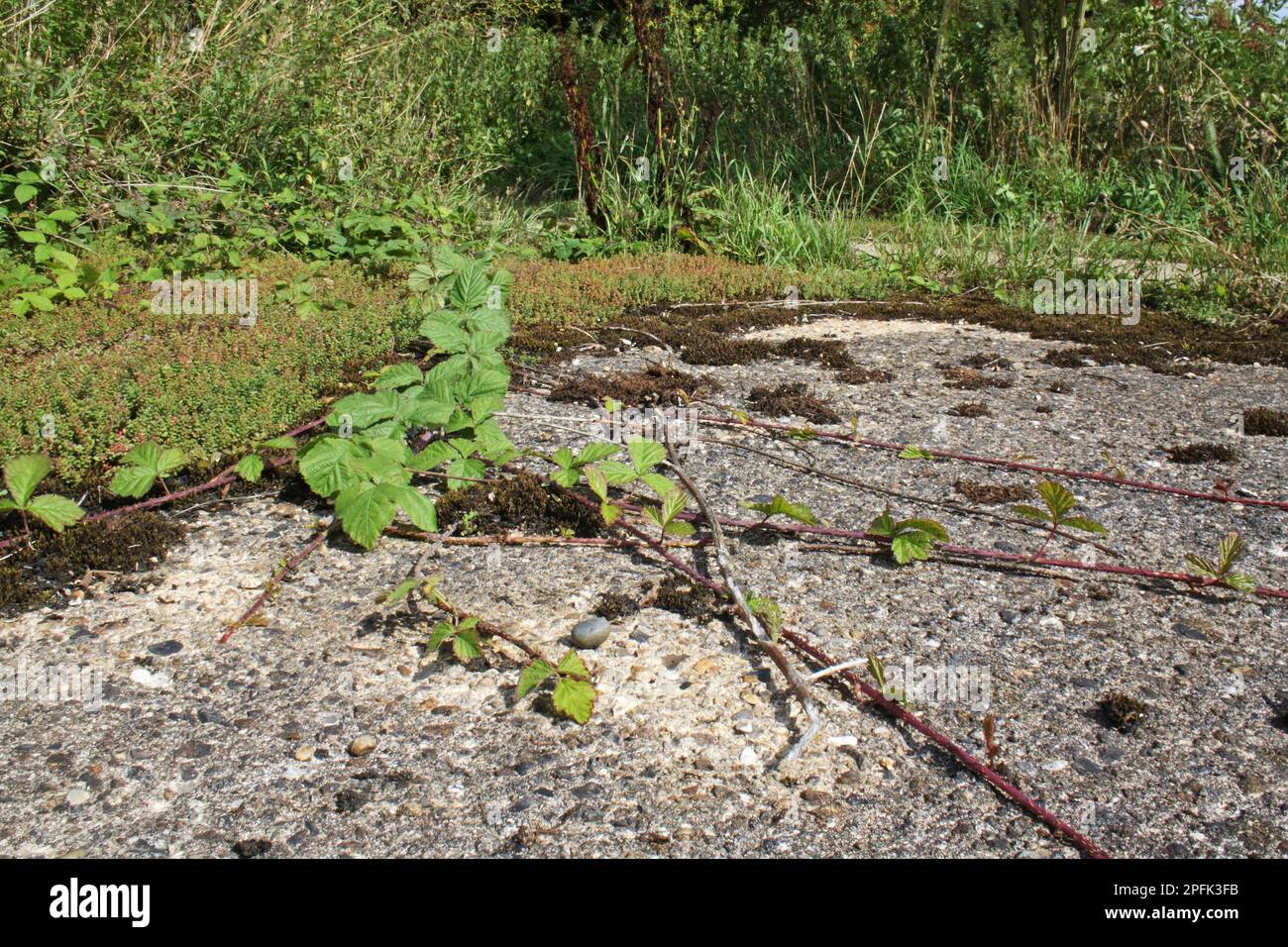 Blackberry (Rubus fruticosus) runners growing over concrete, Suffolk