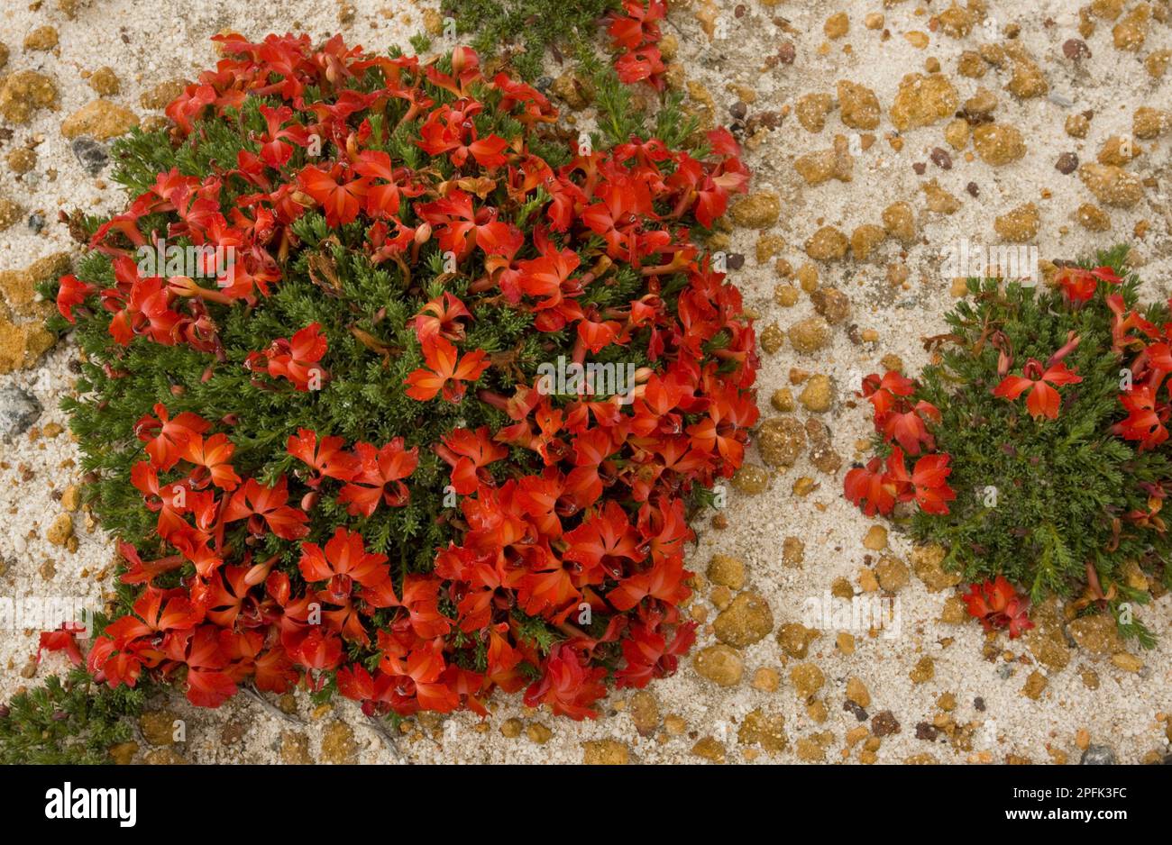 Flowering Red Lechenaultia (Lechenaultia formosa), on a sandy roadside, Western Australia, Australia Stock Photo
