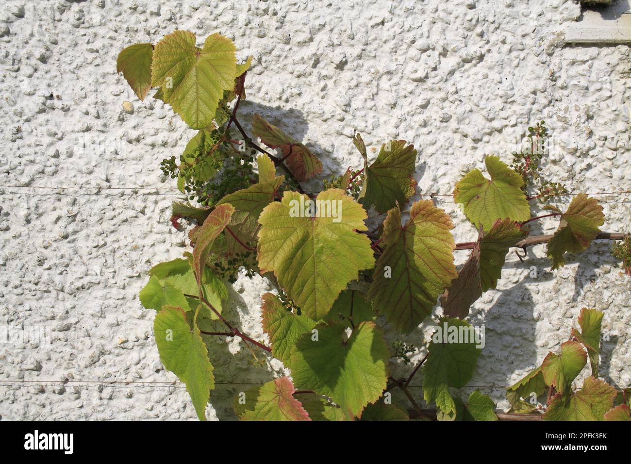 Grape vine (Vitis vinifera) leaves and developing fruit growing on the wall in the garden, Bembridge, Isle of Wight, England, United Kingdom Stock Photo