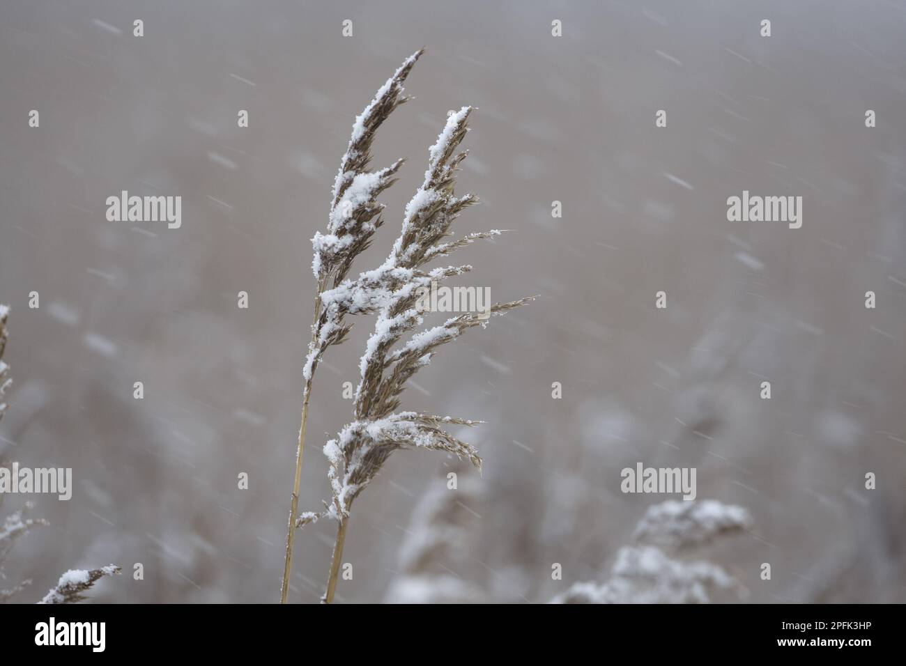 Common common reed (Phragmites australis) seed heads in snowfall, Norfolk, England, United Kingdom Stock Photo