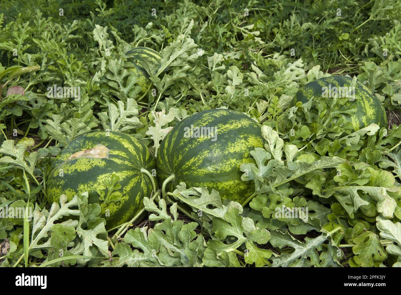 Watermelon (Citrullus vulgaris) fruit, organic field cultivation, utricularia ochroleuca (U.) (U.) S. A Stock Photo