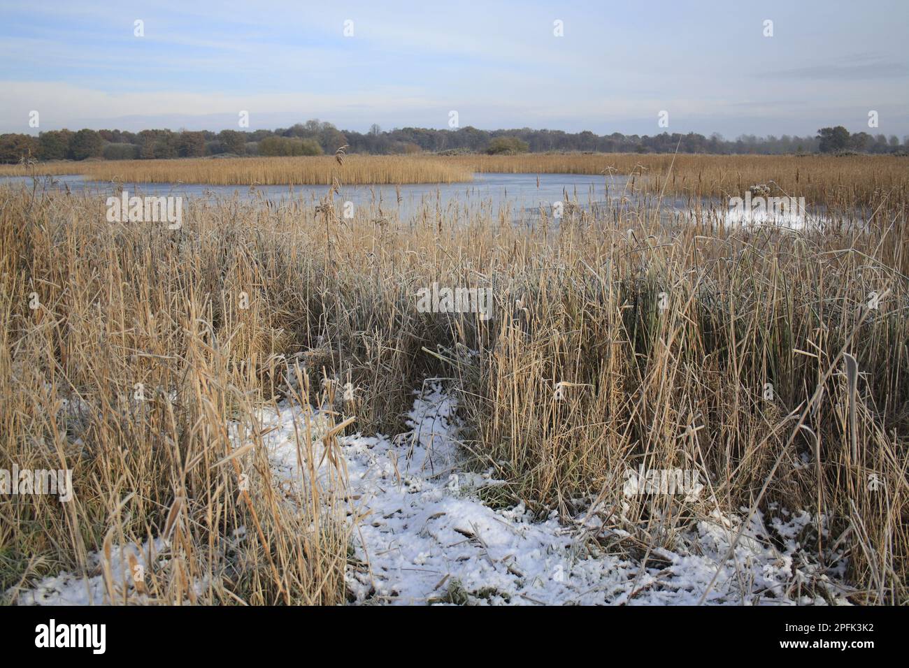 Common common reed (Phragmites australis) snow-covered reed habitat and frozen landscape, in river valley fen, Redgrave and Lopham Fen N. N. R. Stock Photo